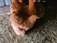 Chickens — zdjęcie 4