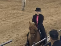 Cheval, Rocky Mountain Horse — photo 2