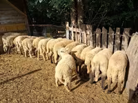 绵羊（批次，未指定性别）, Sheep — 照片 2