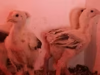 Chickens — Foto 6
