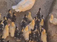 Ducks — Foto 3