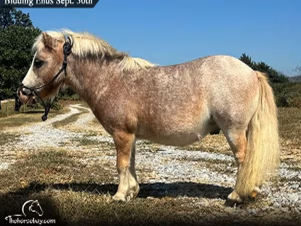 Caballo, Miniature horse