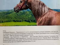 Yegua, Arabian horse — foto 4