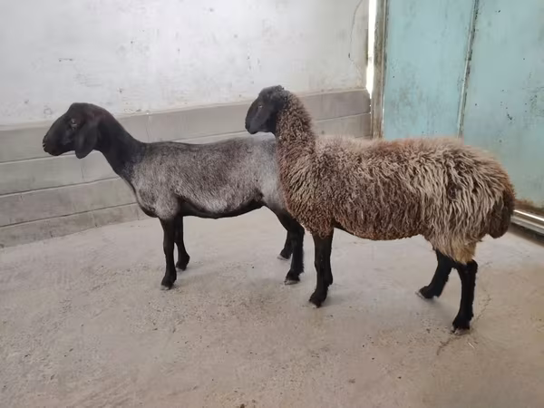 母羊, Sheep