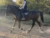 حصان, Nonius horse — الصورة 1