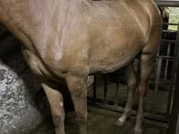 母马, Horses — 照片 3