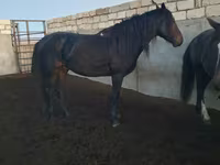 公马, Kushum Horse — 照片 3