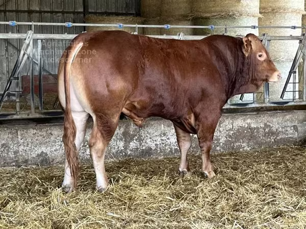 Taureau, Vache limousine