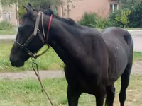 Kůň, Priob horse — foto 2