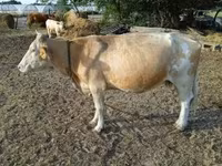 गाय, Simmental cattle — फ़ोटो 5