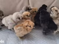 Silkie — zdjęcie 8