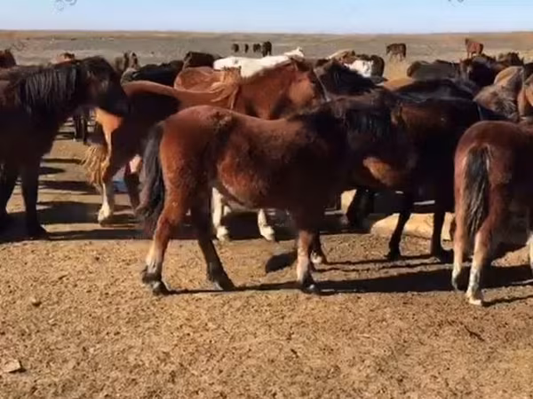 Jument, Horse breed