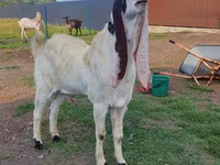 تيس, Gulabi goats — الصورة 5
