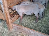 Bélier, Rouge de l’Ouest sheep — photo 1