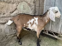 Koza, Nubian Goat — zdjęcie 3