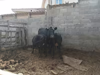 Cow, Latvian Blue cattle — photo 1
