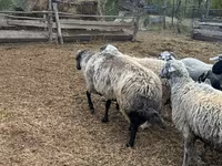 Carnero, Karakul sheep — foto 3