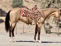 Horse (M), Quarter Horse — photo 8