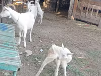 Chèvre, Dutch Landrace goats — photo 6