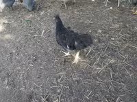 Chickens — الصورة 2