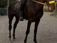 Caballo, French Trotter — foto 2