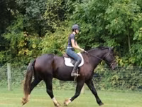 Caballo, Percheron — foto 7