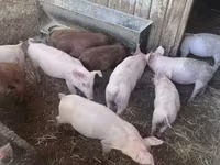 خنازير (دفعة، الجنس غير محدد), Топигс Норсвин — الصورة 3