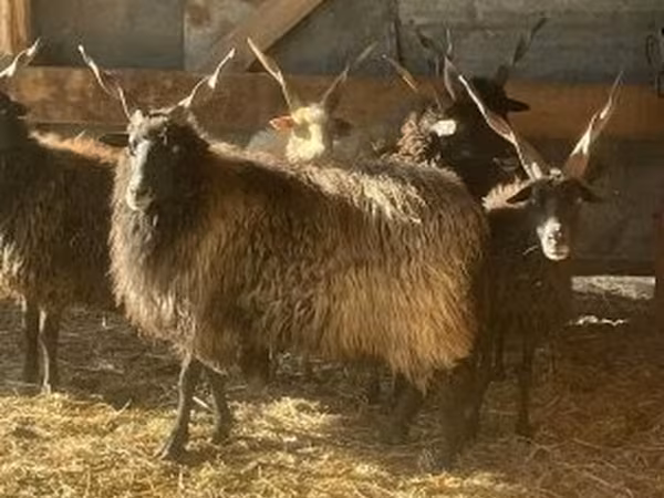 母羊, Racka sheep