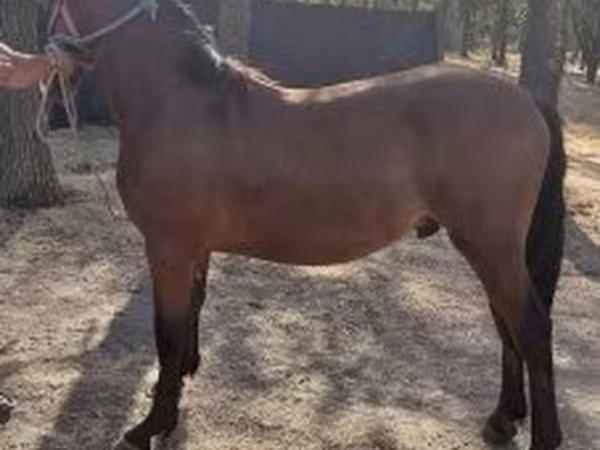 Cheval, Chevaux