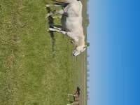 雌馬, Kazakh horse — 写真 5
