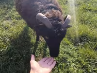Oveja, Ouessant sheep — foto 3