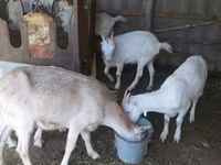 Chèvre, LaMancha goats — photo 5