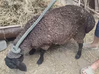 Oveja, Saryarka sheep — foto 1