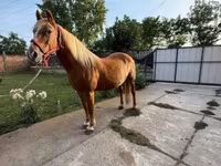 Mare, Haflinger — photo 2