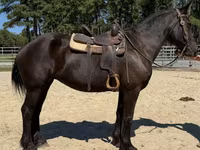 فرس, Percheron — الصورة 3