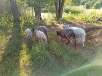 Chèvre, Kejobong goat — photo 2