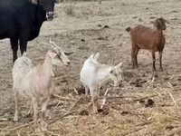 Chèvre, Nubian Goat — photo 6