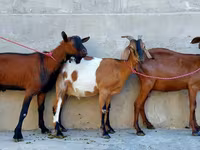 बकरी, Nubian Goat — फ़ोटो 7