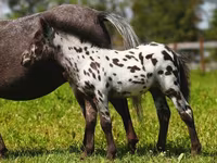 Klisna, American shetland pony — foto 3
