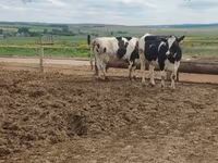 Vache, Russian Black pied cattle — photo 4