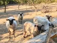 Baran, Shroshire sheep — zdjęcie 2
