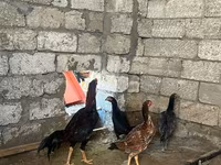 Chickens — الصورة 1