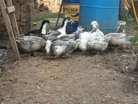 American Pekin — photo 2