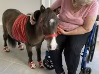 فرس, Miniature horse — الصورة 3