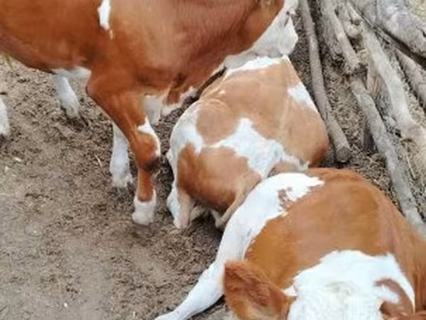 सांड, गोलस्टीन नस्ल