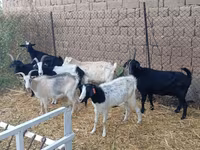 公山羊, Saanen goat — 照片 3