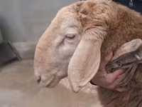 Carneiro, Arashan sheep — foto 1