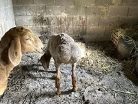 भेड़, Katum sheep — फ़ोटो 4
