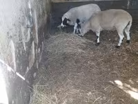 كبش, Dorper sheep — الصورة 2