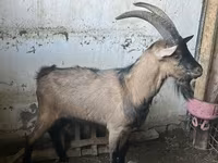 Boucs, Oberhasli goats — photo 2